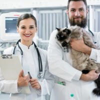 Signs and management of urinary tract infection in cats