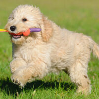 A guide to buying safe chews and non-toxic toys for dogs
